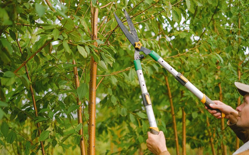 Tree trimming in Lame Deer, MT